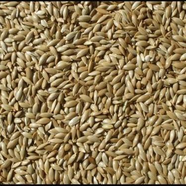 Kanarya Sade Yem 1 kg Aspur