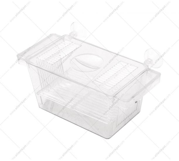 ATLANTİK TEKLİ KRİSTAL YAVRULUK